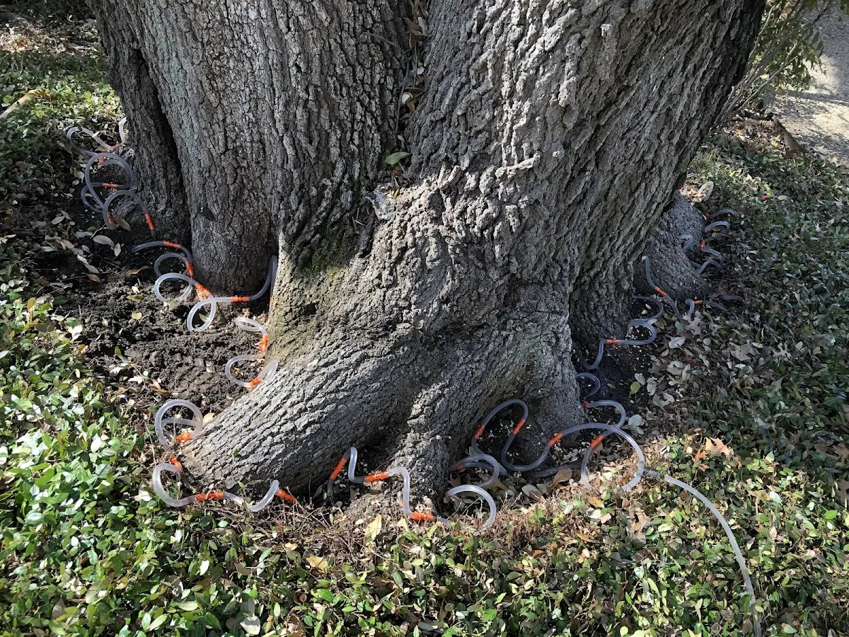Detailed Tree Cabling and Bracing job site in Iva