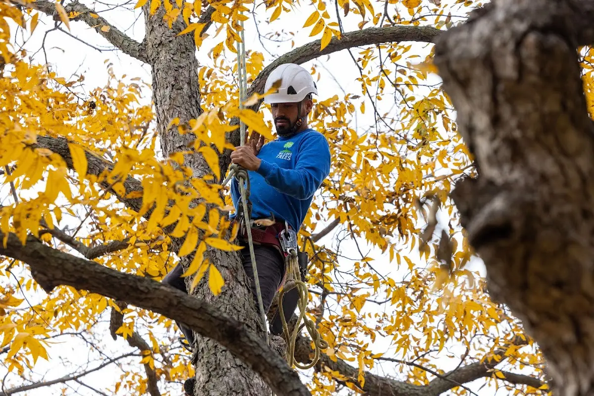 Skilled Storm Damage Cleanup crew working in Iva