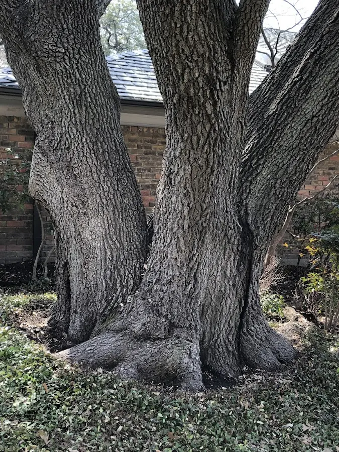 Mature heritage tree close to a Iva property cared for by certified arborists